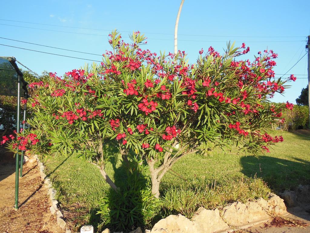 Vakantiepark Jardins Da Balaia Albufeira